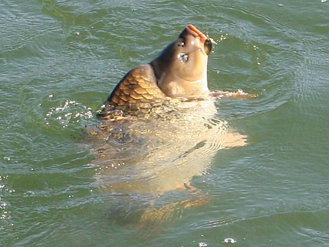 foto bune. - 76424130507721277911442560078n.jpg